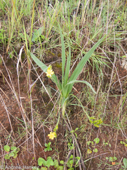 Hypoxis galpinii