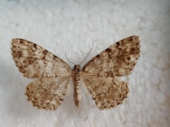 Deileptenia ribeata