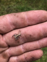 Opisthoncus quadratarius