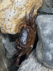 Cyclograpsus audouinii