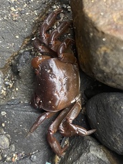 Cyclograpsus audouinii