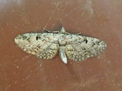 Eupithecia interruptofasciata