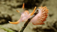 Austraeolis stearnsi