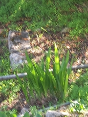 Chasmanthe floribunda