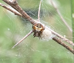 Araneus albotriangulus