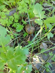 Cornu aspersum