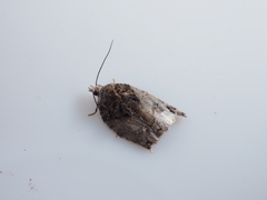 Acleris nigriradix