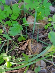 Cornu aspersum