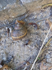 Cornu aspersum
