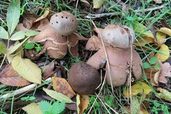 Myriostoma coliforme