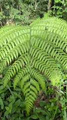 Microlepia speluncae