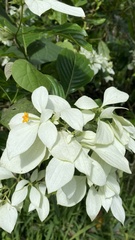 Mussaenda