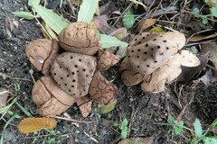 Myriostoma coliforme