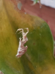 Uloborus