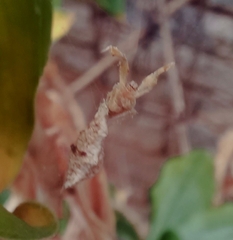 Uloborus
