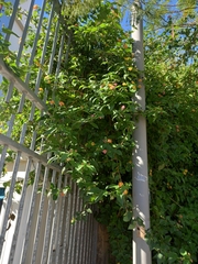 Lantana camara
