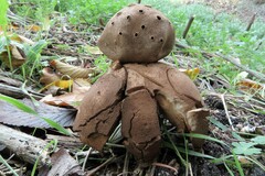 Myriostoma coliforme