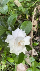 Tabernaemontana divaricata