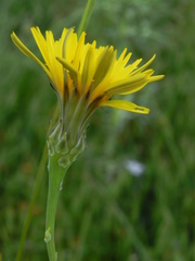 Reichardia picroides