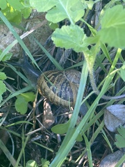 Cornu aspersum
