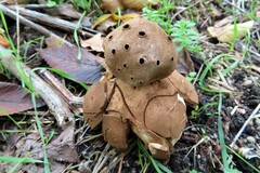 Myriostoma coliforme