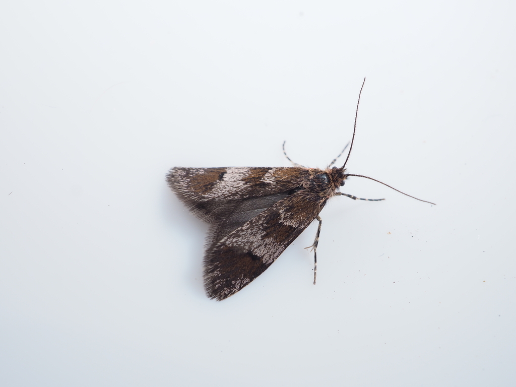Cheimophila fumida