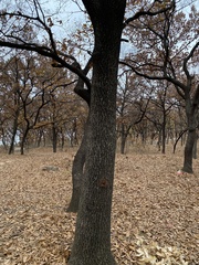 Quercus acutissima