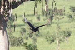 Bucorvus abyssinicus
