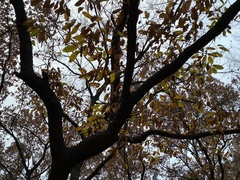 Quercus acutissima