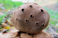 Myriostoma coliforme