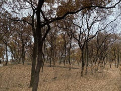 Quercus acutissima