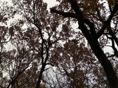 Quercus acutissima