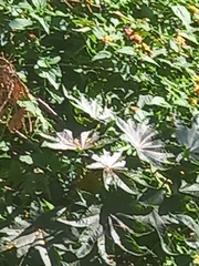 Ricinus communis