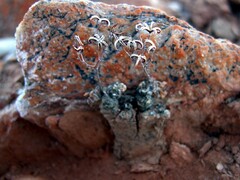 Tylecodon sulphureus