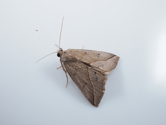 Hypena similalis