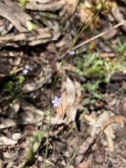 Wahlenbergia gracilenta