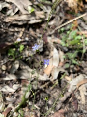Wahlenbergia gracilenta