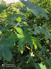 Ricinus communis