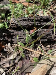 Wahlenbergia gracilenta