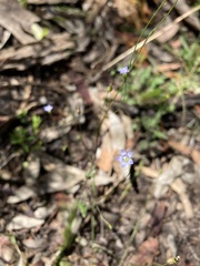 Wahlenbergia gracilenta