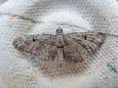 Eupithecia interruptofasciata