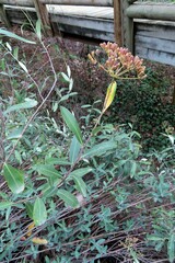 Bupleurum fruticosum