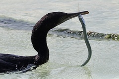 Phalacrocorax nigrogularis