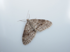 Trichopteryx nagaii