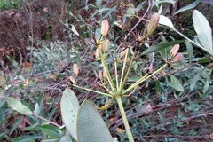 Bupleurum fruticosum