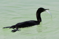 Phalacrocorax nigrogularis