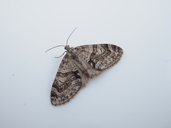 Trichopteryx terranea