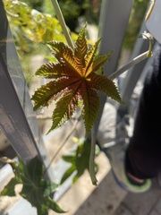 Ricinus communis