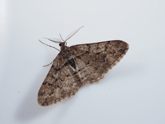 Pseuderannis lomozemia
