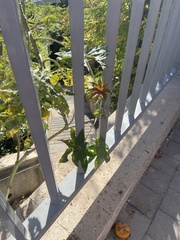 Ricinus communis